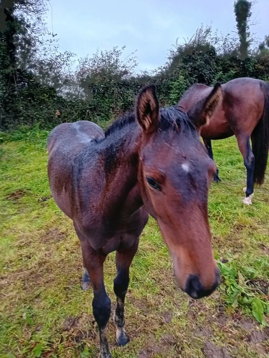 SIR JIM JIM FILLY FOAL FOR SALE - Image 4