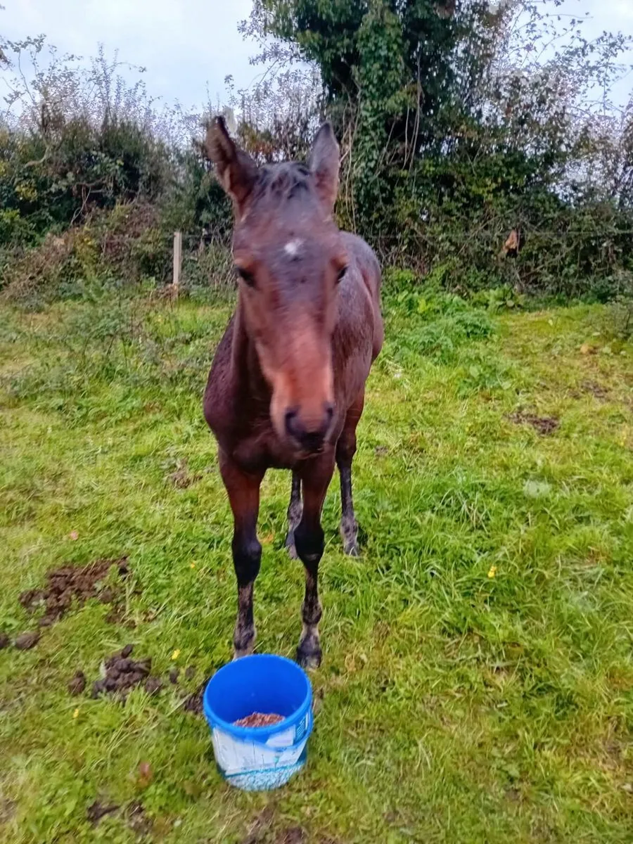 SIR JIM JIM FILLY FOAL FOR SALE - Image 3