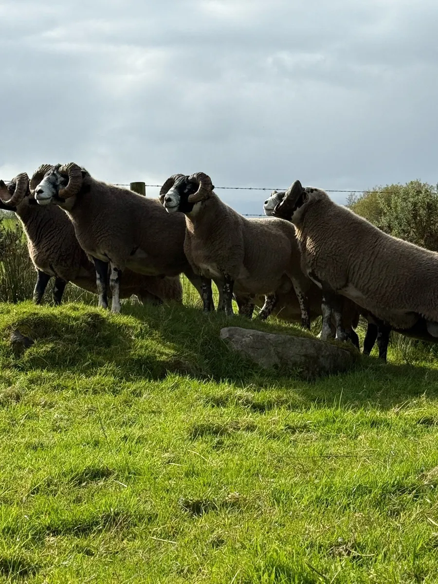 Lanark rams - Image 1