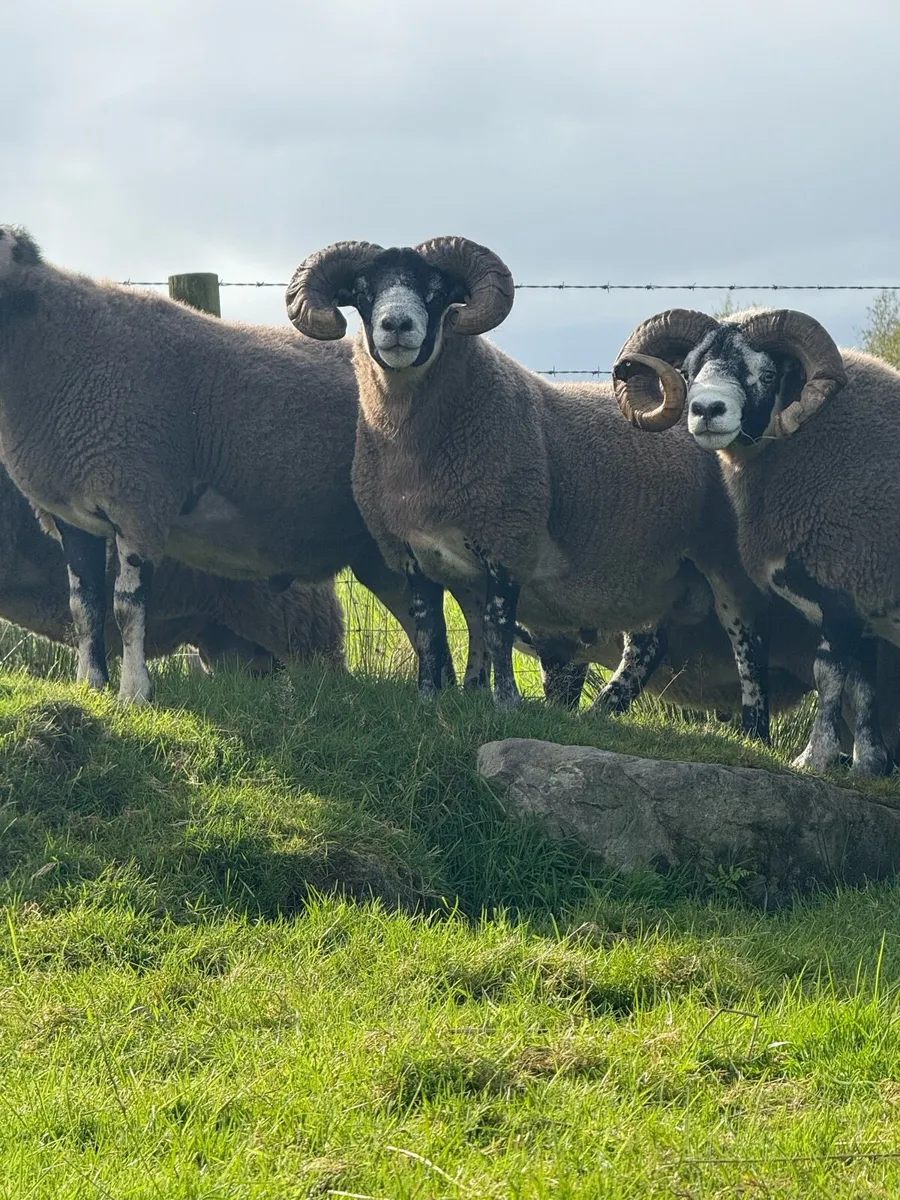 Lanark rams - Image 2