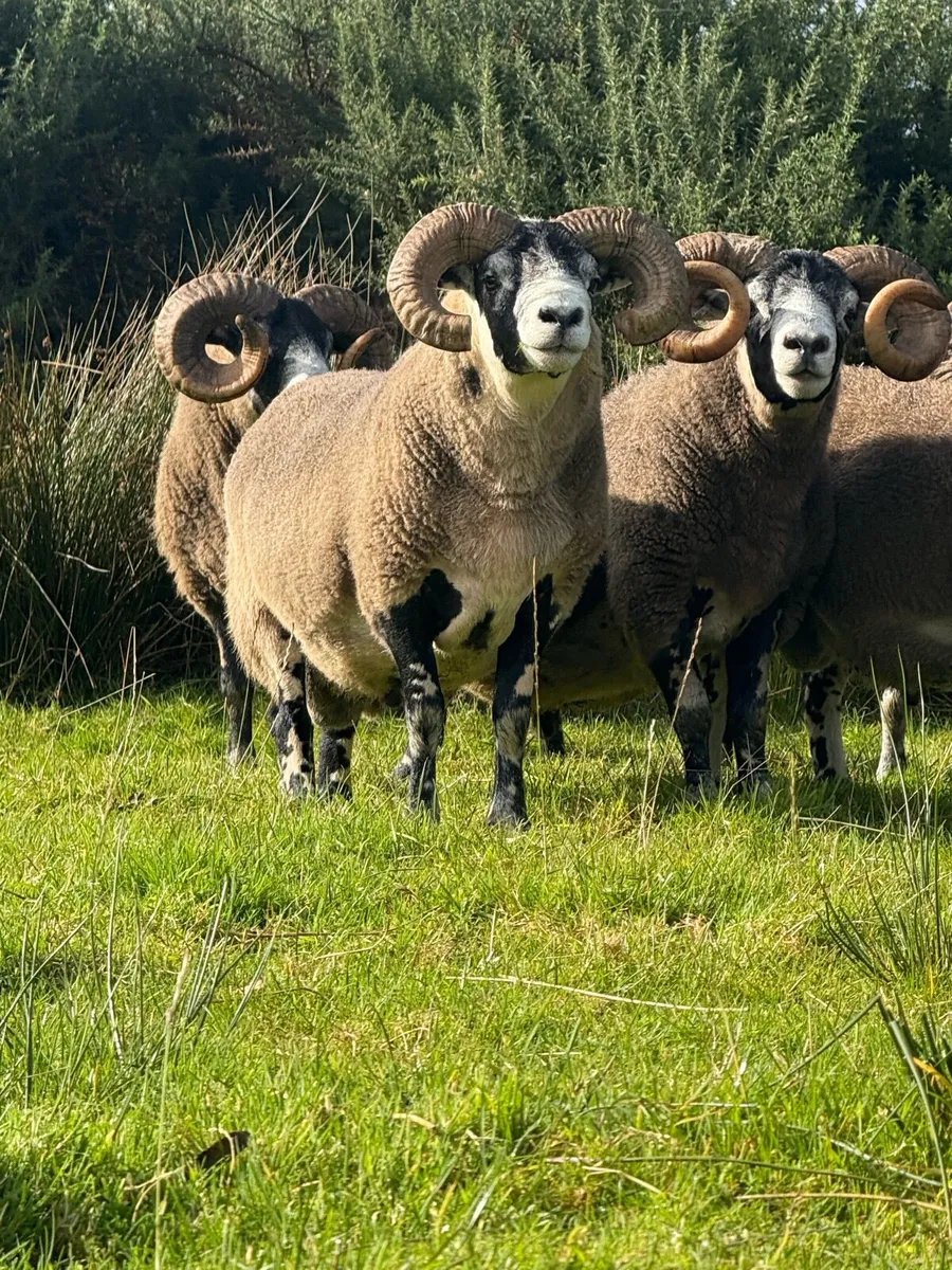 Lanark rams - Image 3