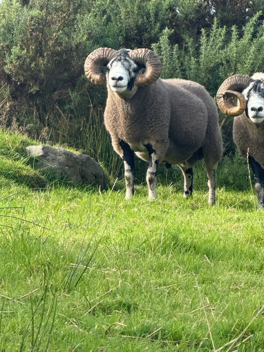 Lanark rams - Image 4