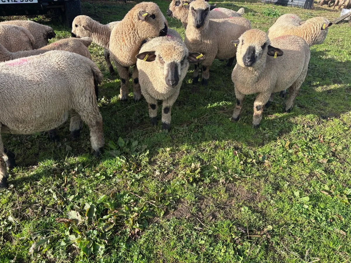 Pedigree Hampshire Down Ram Lambs - Image 4
