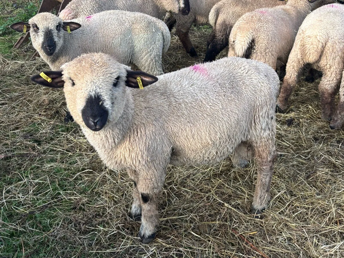 Pedigree Hampshire Down Store Lambs - Image 2