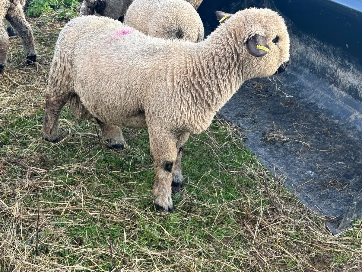 Pedigree Hampshire Down Store Lambs - Image 3
