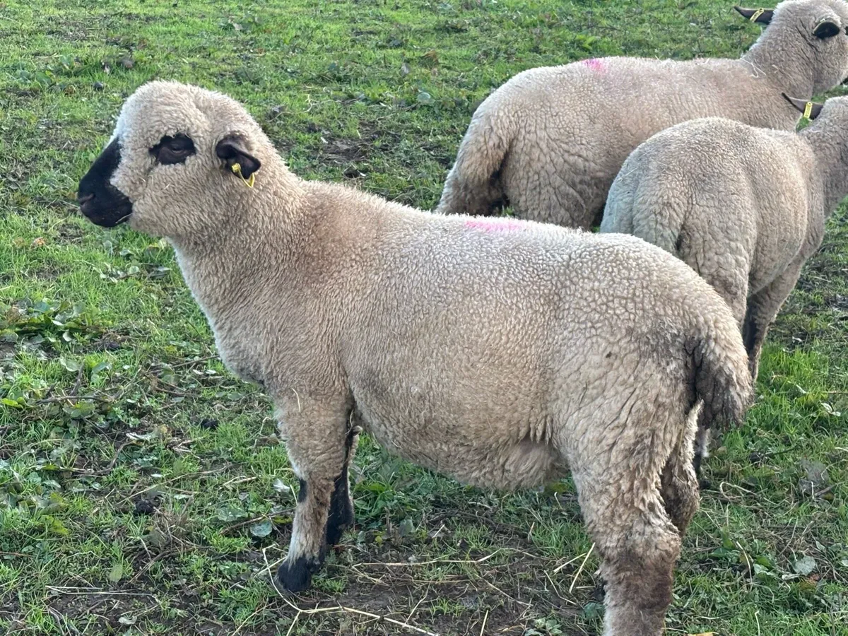 Pedigree Hampshire Down Ram Lambs - Image 2