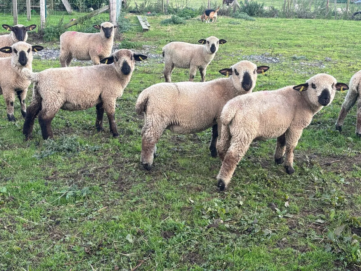 Pedigree Hampshire Down Store Lambs - Image 4