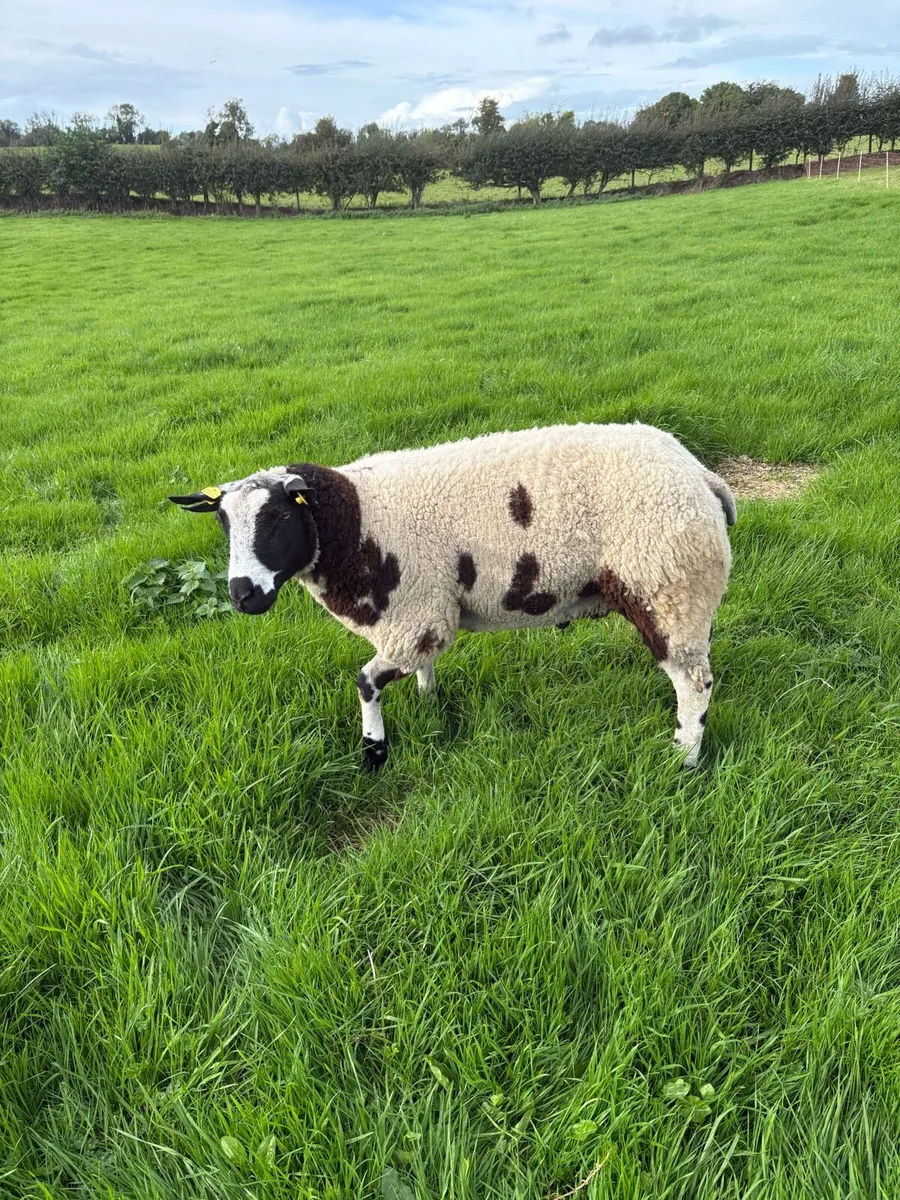 Dutch Spotted SIS Ram Lambs - Image 4