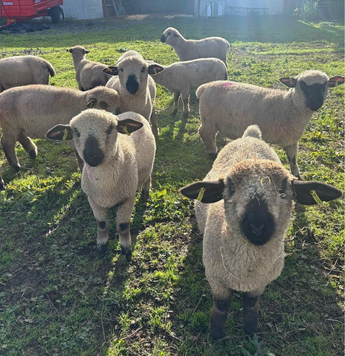 Pedigree Hampshire Down Ram Lambs - Image 1