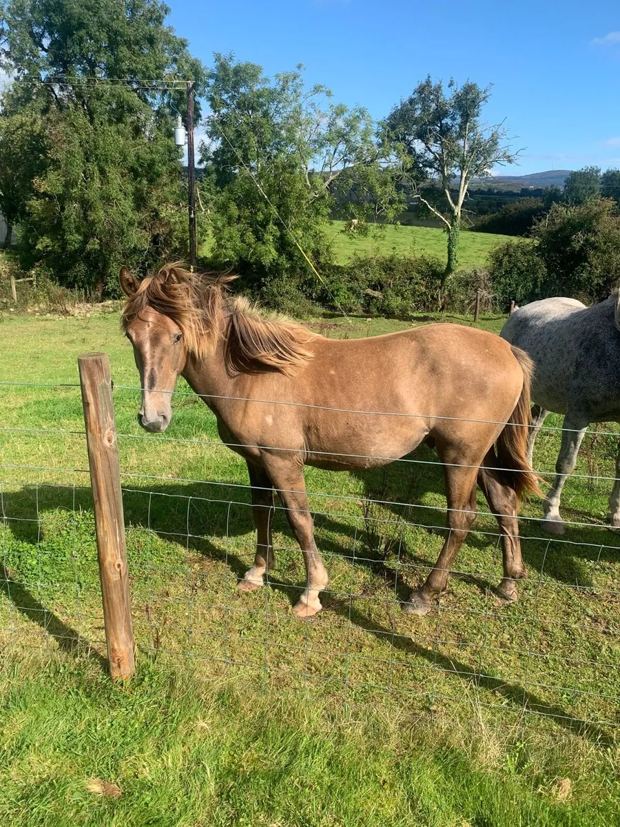 Irish Draught yearling - Image 1
