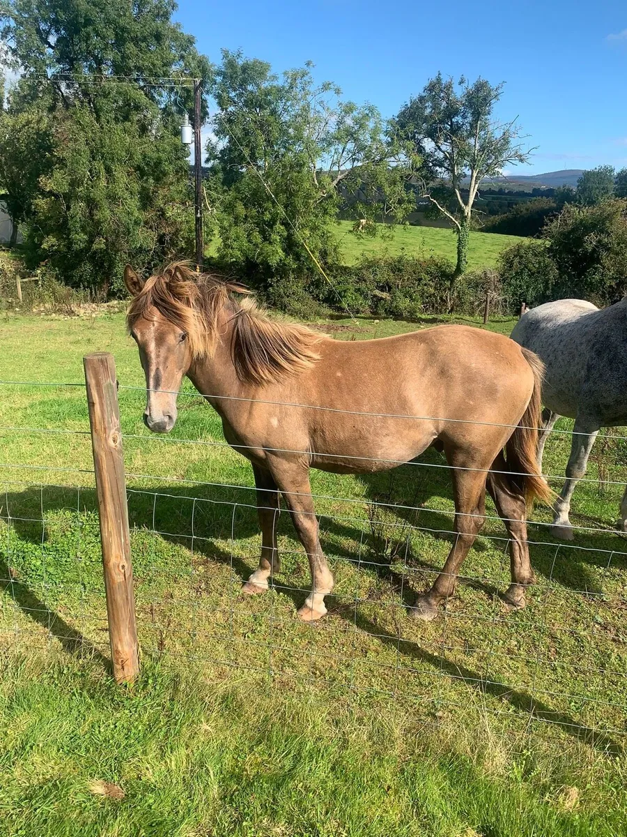 Irish Draught yearling - Image 2