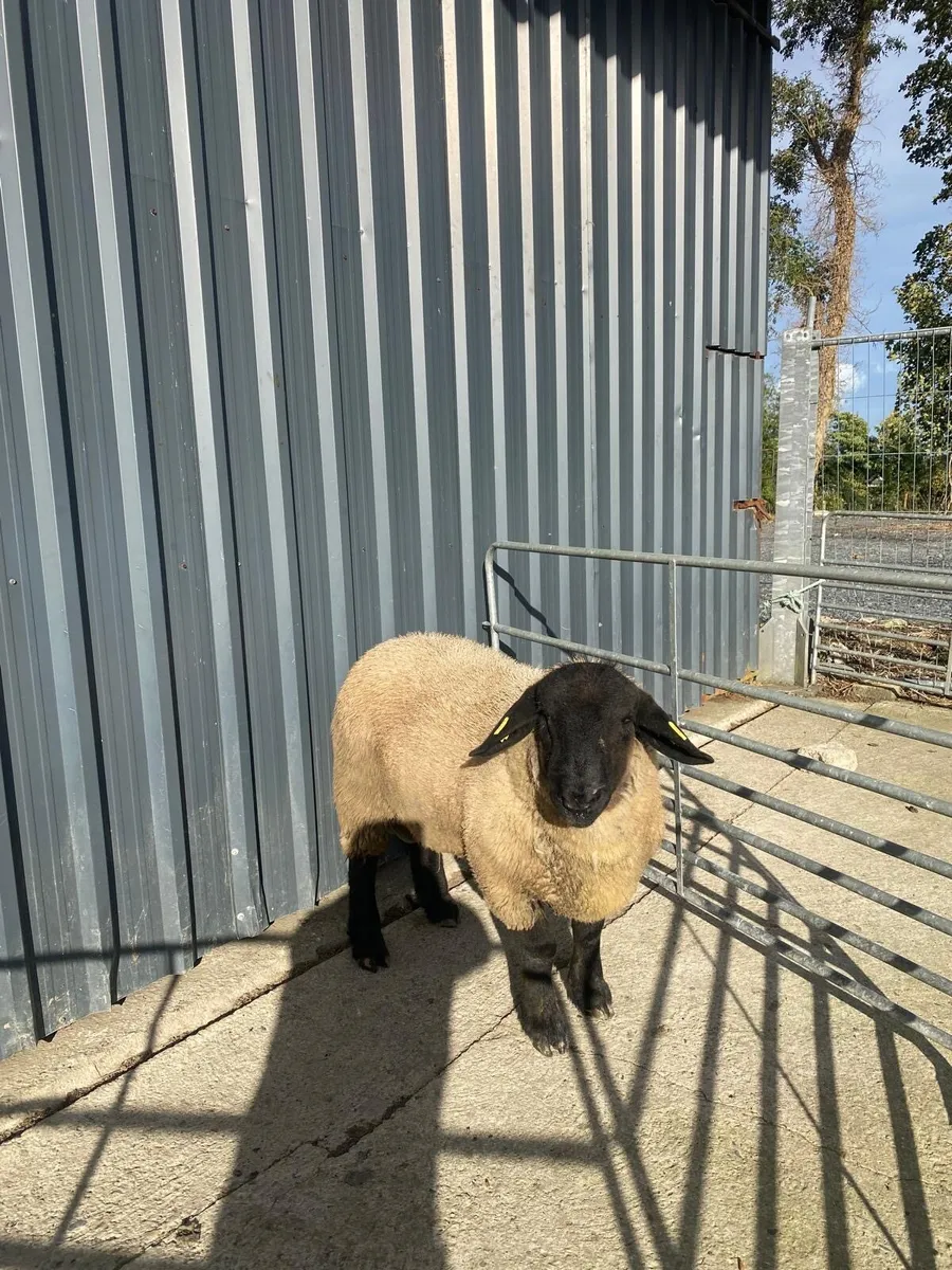 Suffolk ram lamb - Image 1