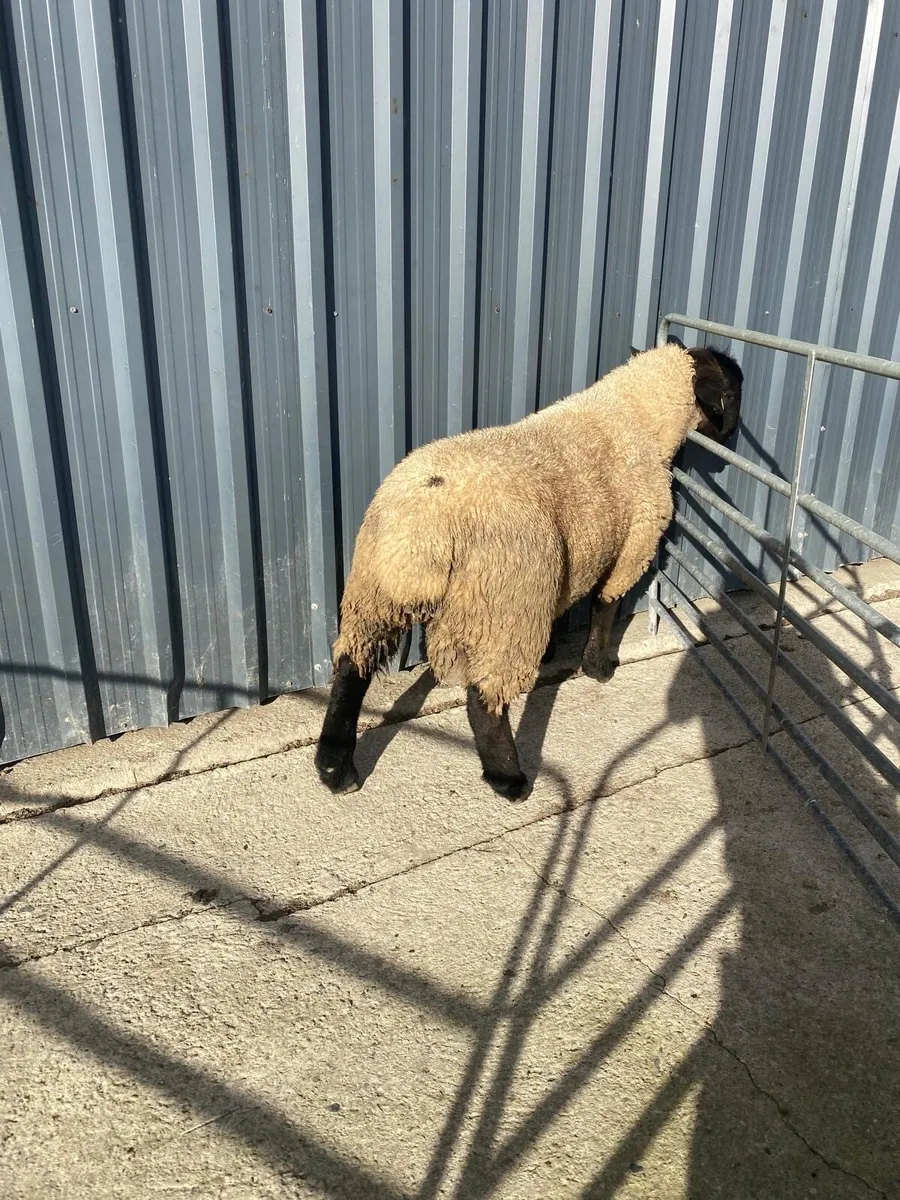 Suffolk ram lamb - Image 3