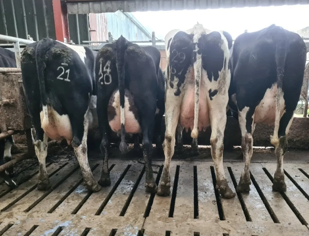 12 Dairy cows(Kilmallock Mart Monday 22/09/25)