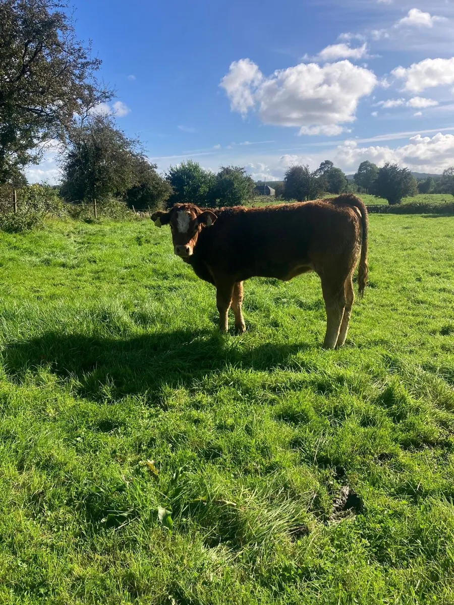 Weanings - Image 2
