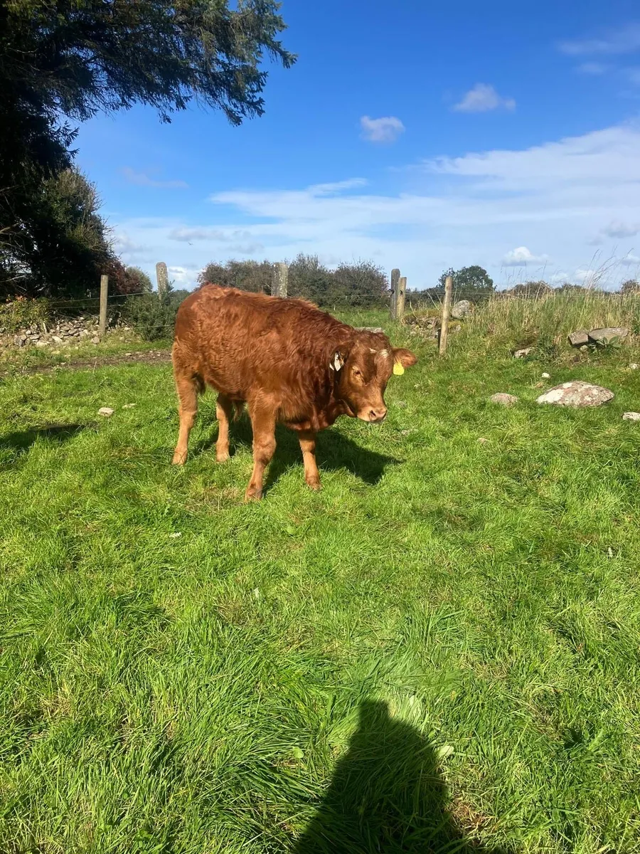 Weanings - Image 3