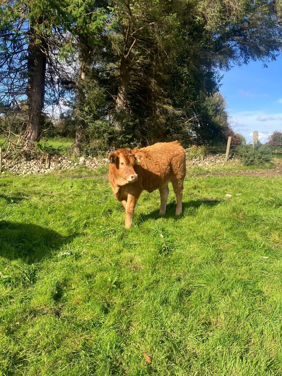 Weanings - Image 1