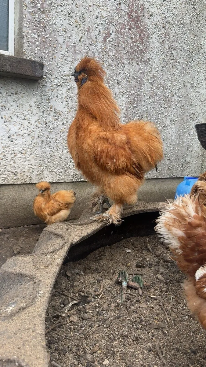 Silkie roosters - Image 1