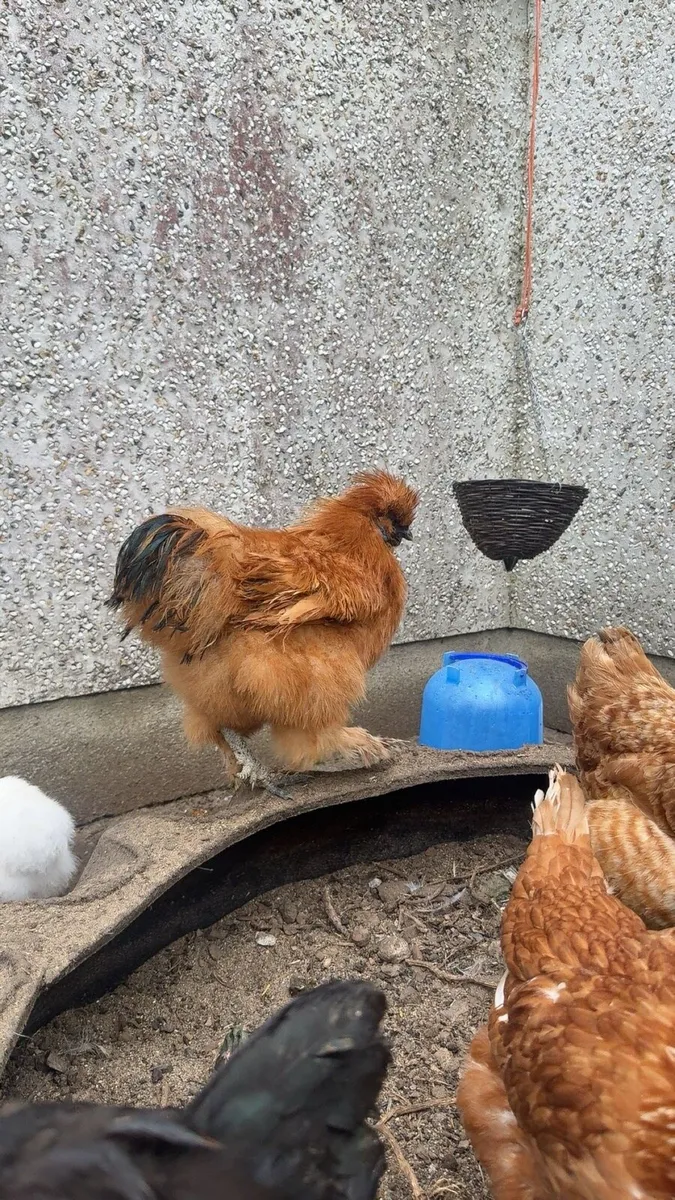 Silkie roosters - Image 2