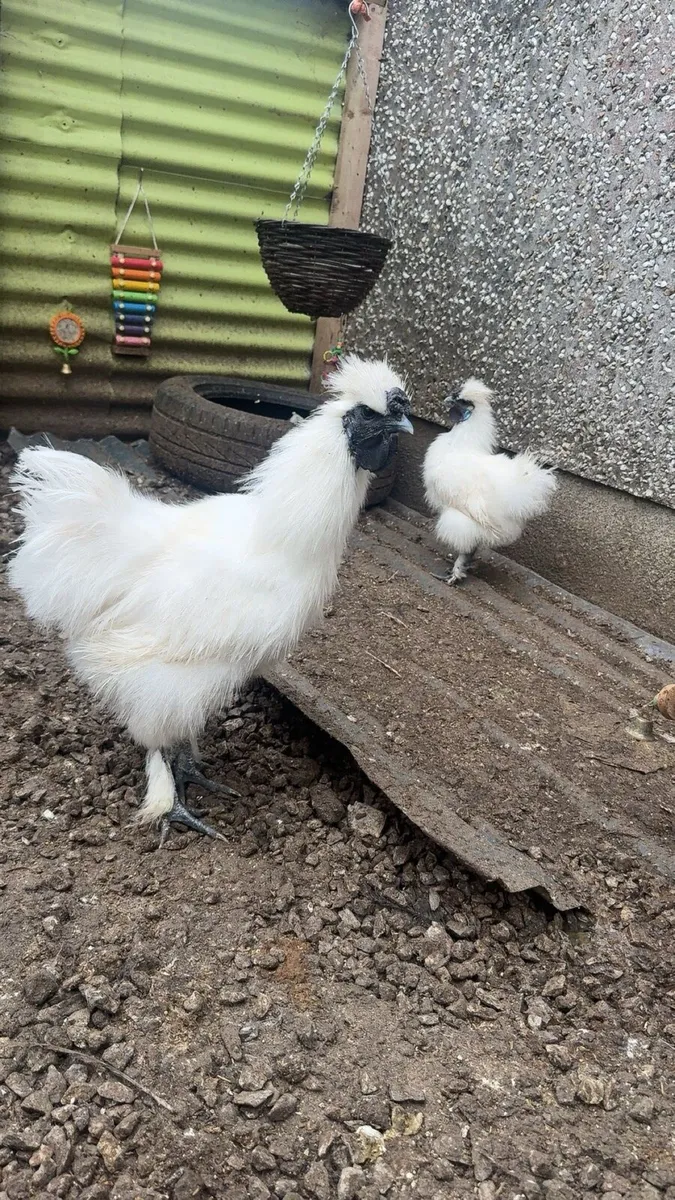 Silkie roosters - Image 3