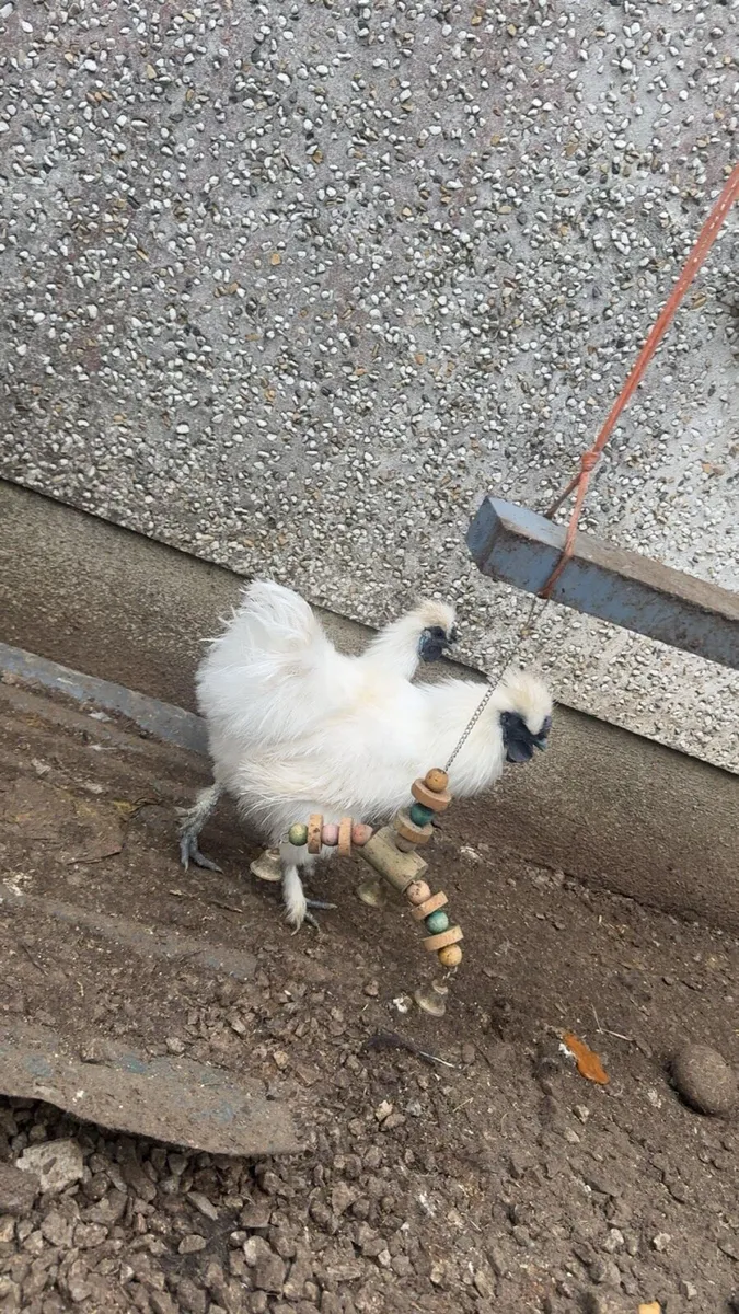Silkie roosters - Image 4