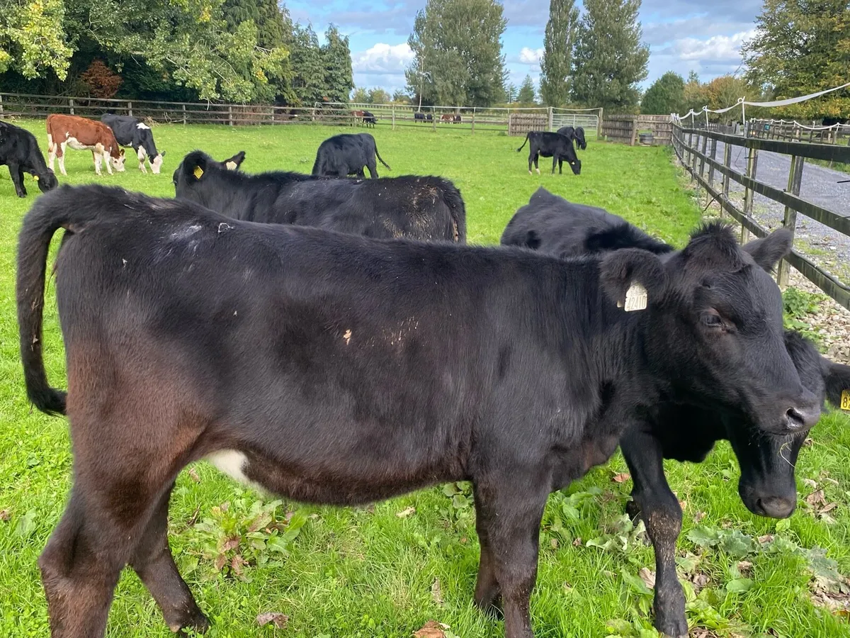 16 Heifers 260kg  @ Lissava Livestock - Image 2