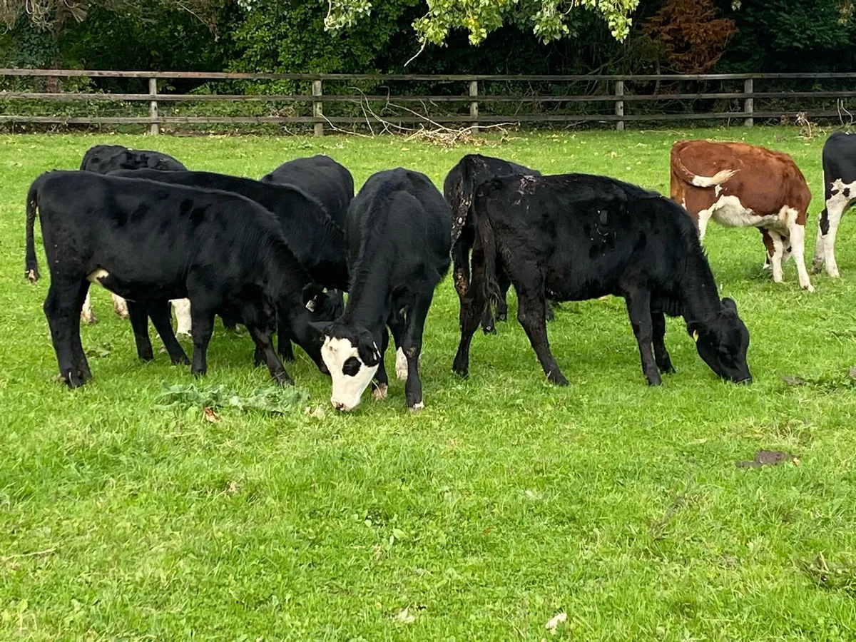 16 Heifers 260kg  @ Lissava Livestock - Image 3