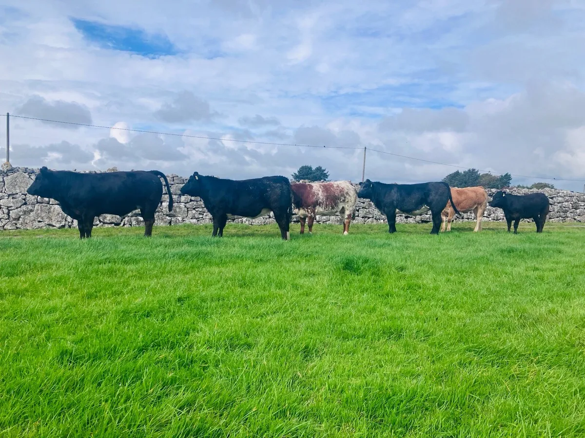 Breeding Heifers - Image 1