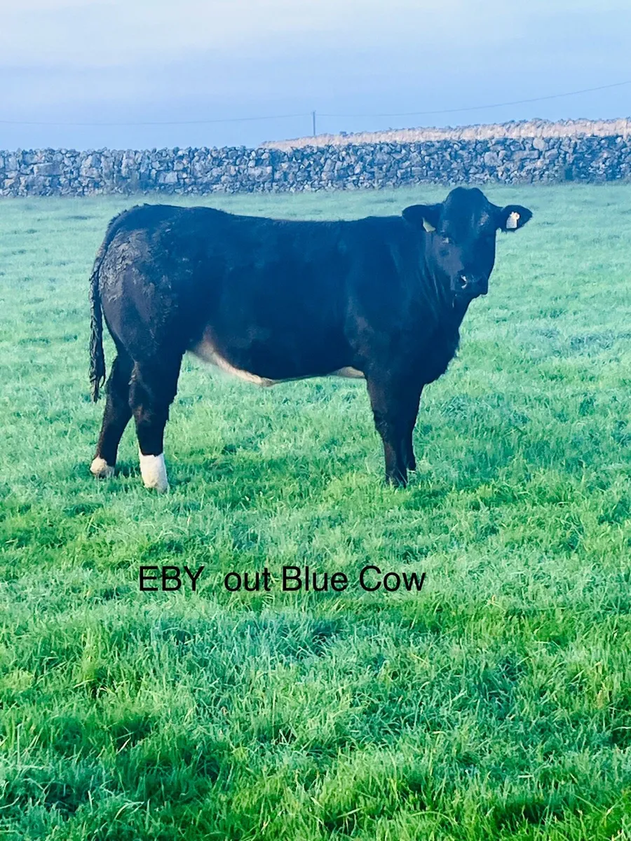 Breeding Heifers - Image 2
