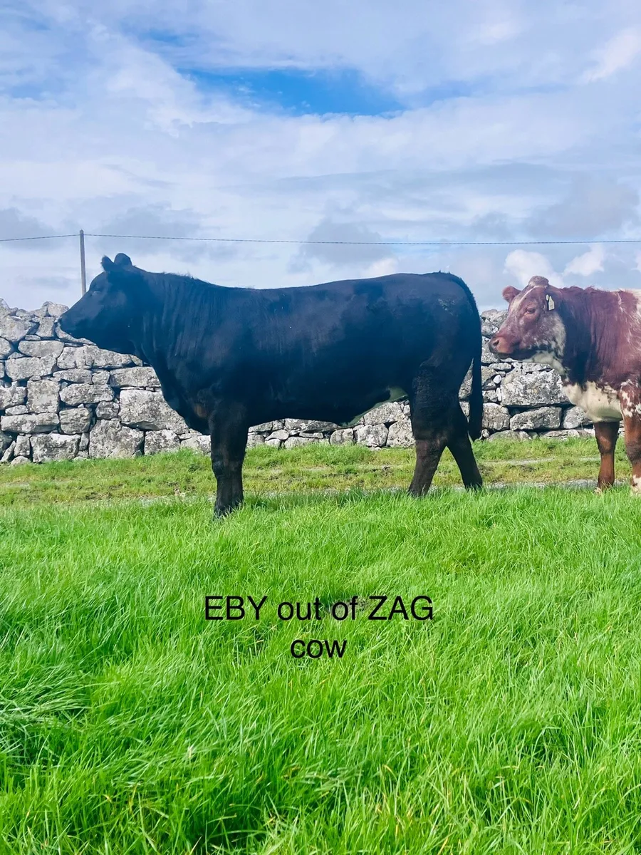 Breeding Heifers - Image 3