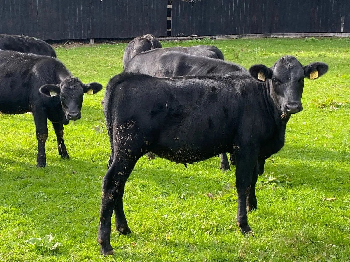 16 Heifers 260kg  @ Lissava Livestock - Image 4