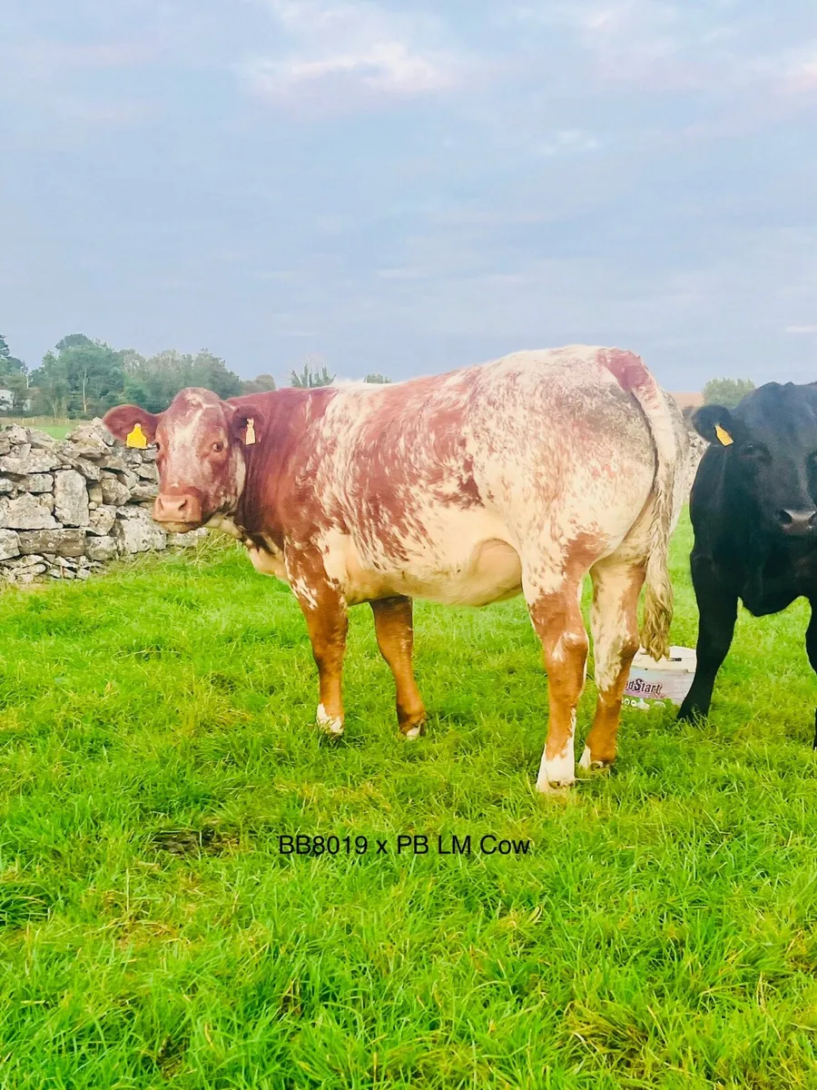 Breeding Heifers - Image 4