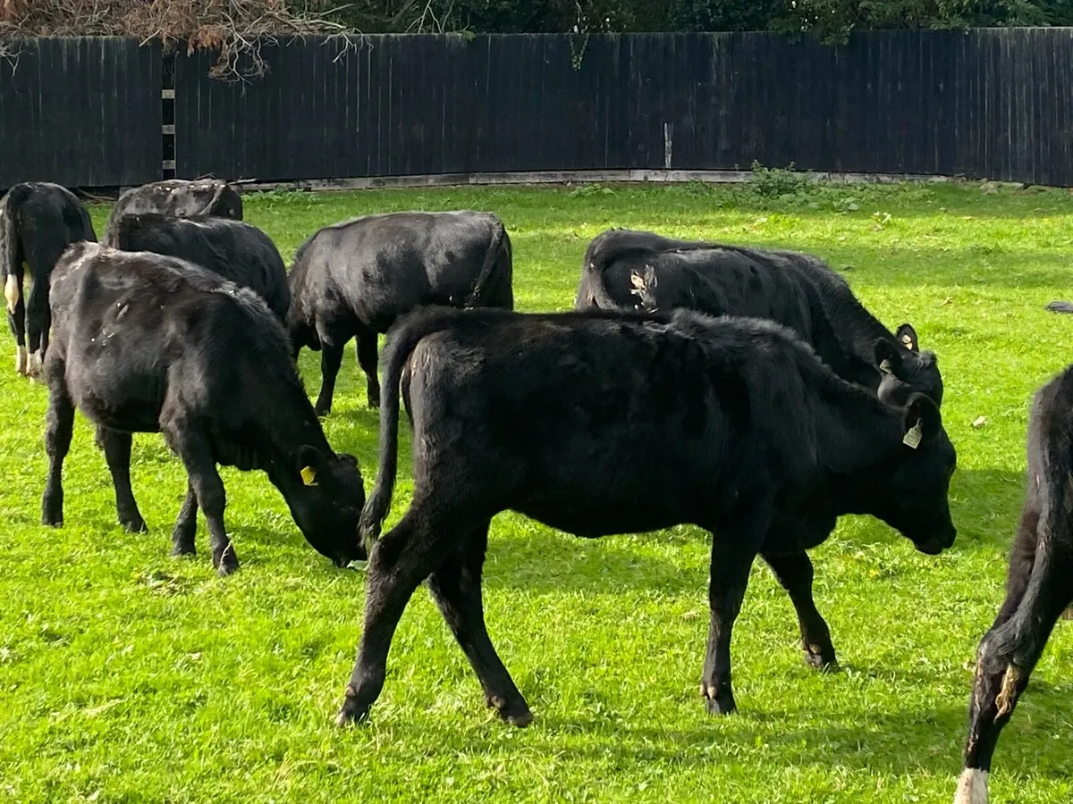 16 Heifers 260kg  @ Lissava Livestock - Image 1