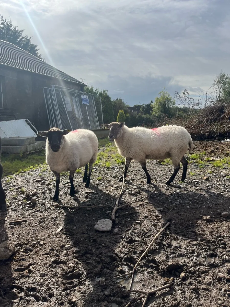 Ewes - Image 1