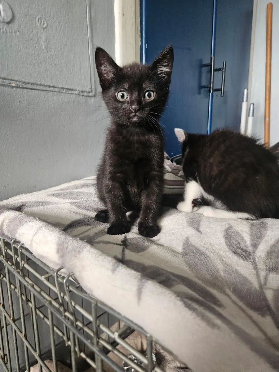 Kittens