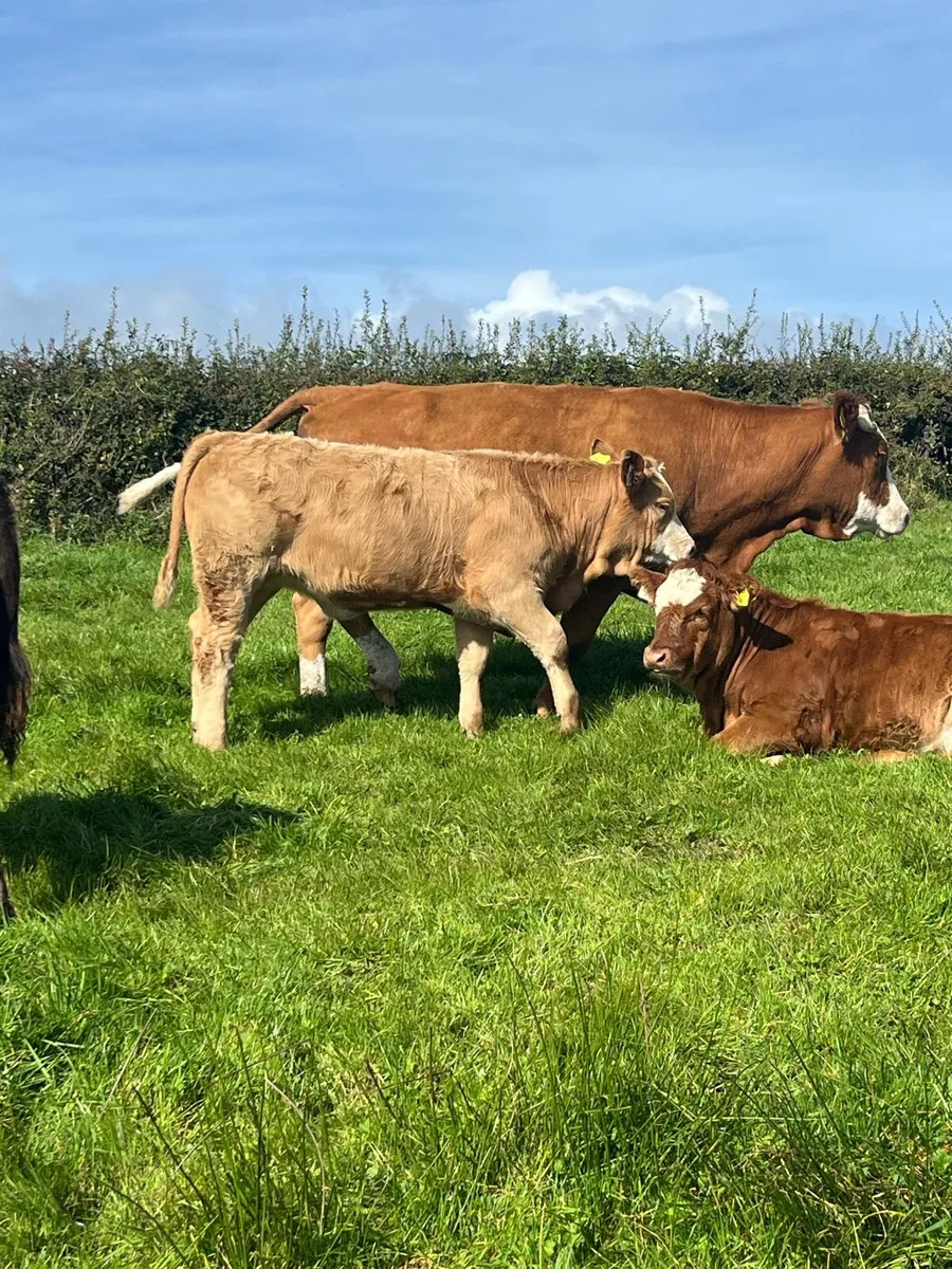 Organic weanlings - Image 2