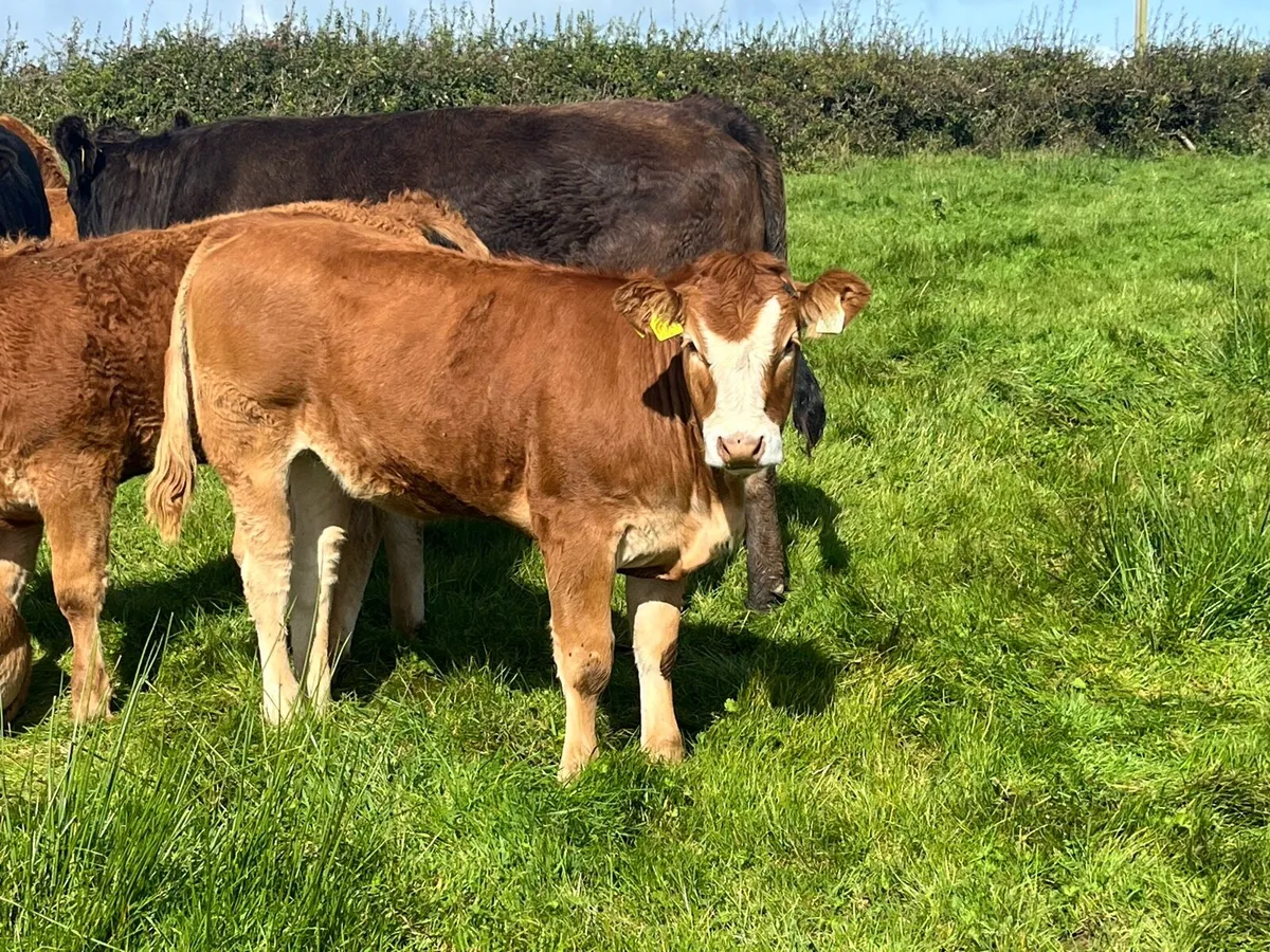 Organic weanlings - Image 4