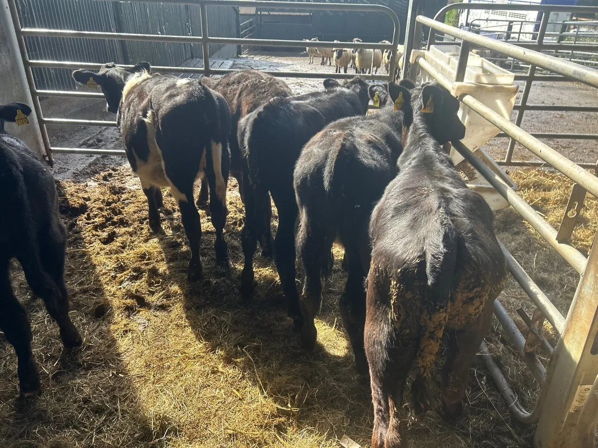 5 super Angus weanling heifers - Image 1