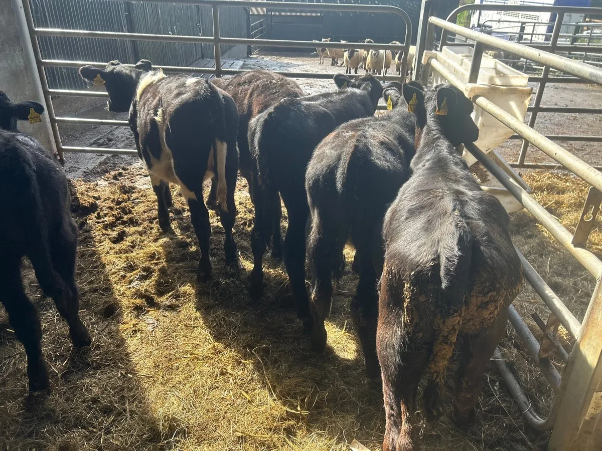 5 super Angus weanling heifers - Image 2