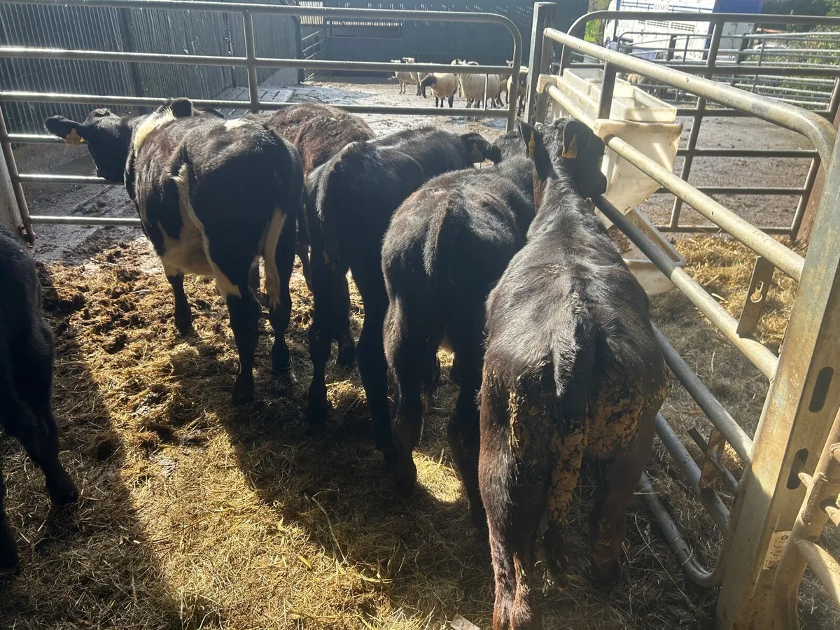 5 super Angus weanling heifers - Image 3