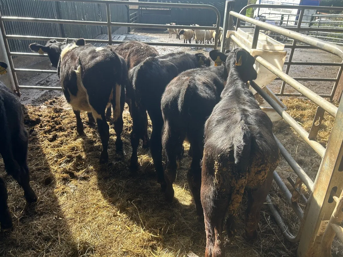 5 super Angus weanling heifers - Image 4