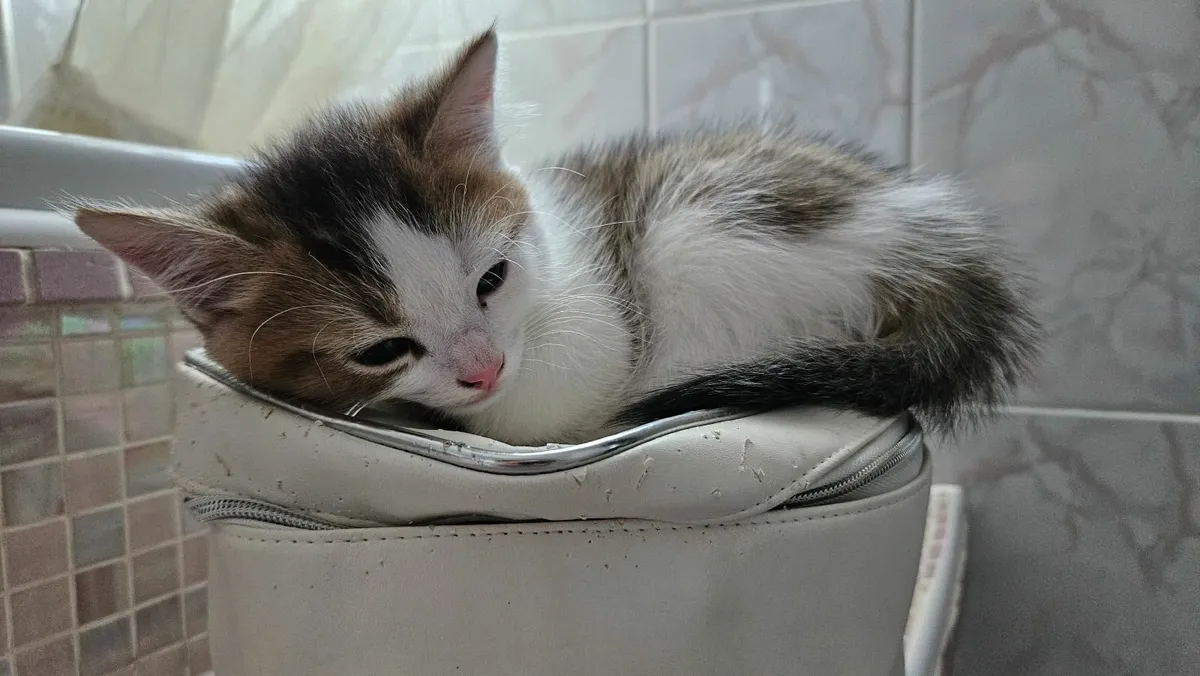 2 Month Old Kitten For Sale - Image 2
