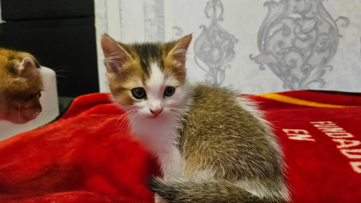 2 Month Old Male Kitten For Sale - Image 4