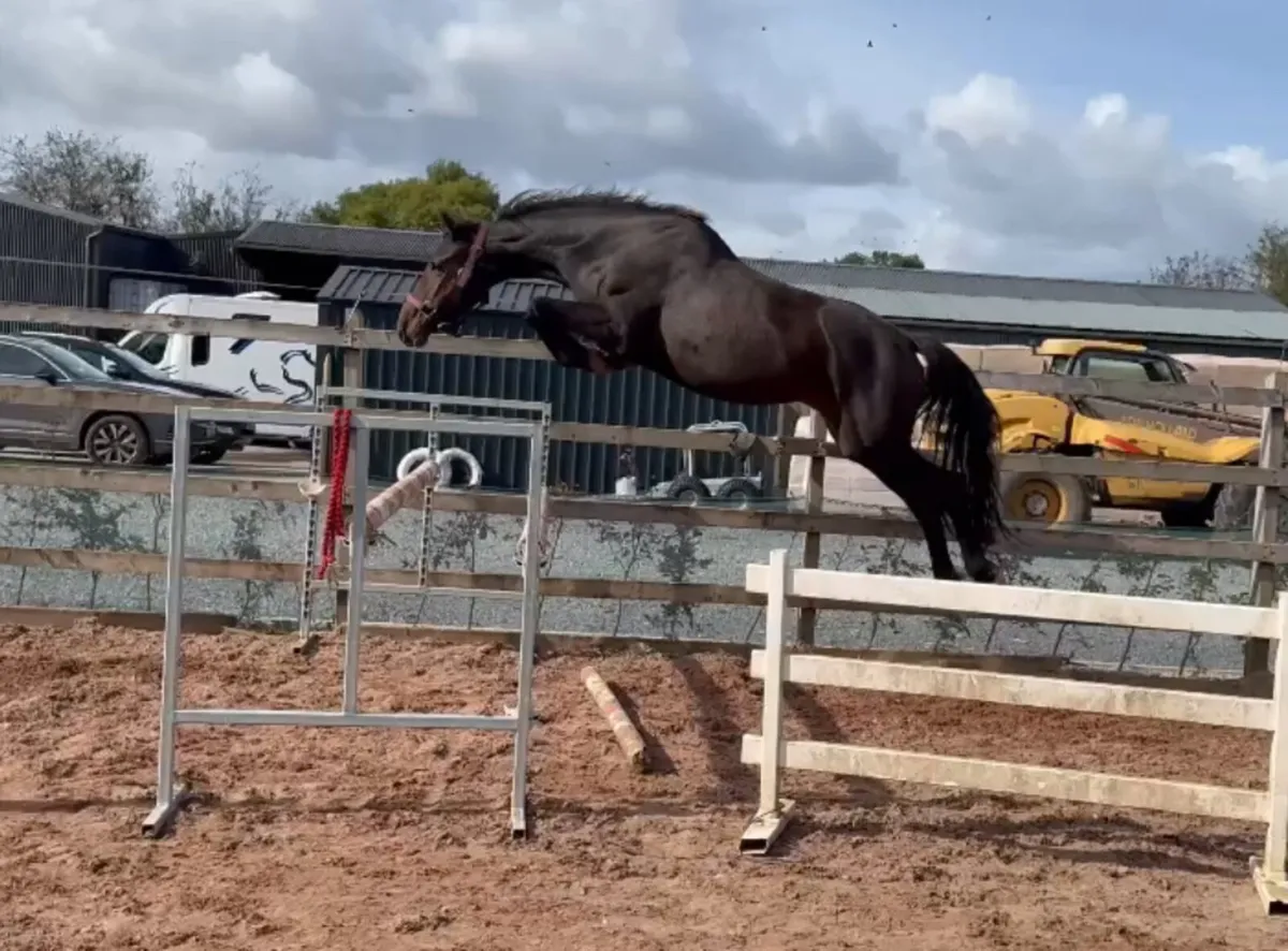 Sligo Candy Boy filly
