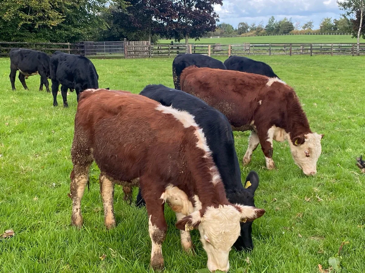 10 Bullocks 240kg  @ Lissava Livestock - Image 1