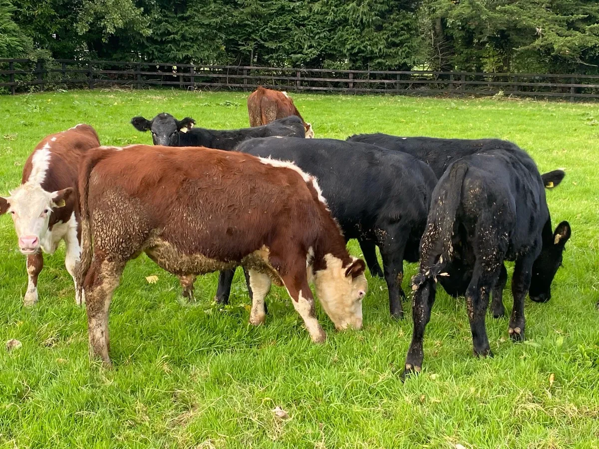 10 Bullocks 240kg  @ Lissava Livestock - Image 2