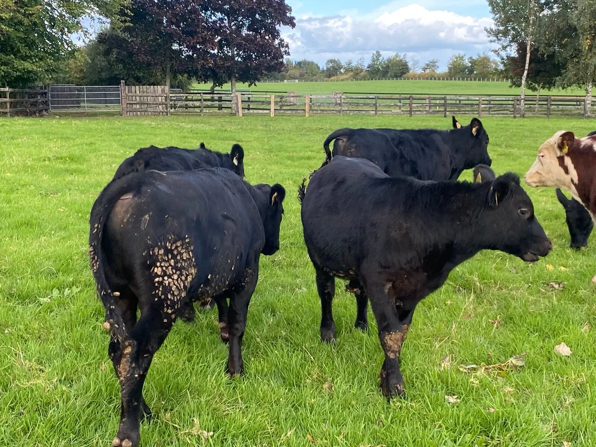 10 Bullocks 240kg  @ Lissava Livestock - Image 3