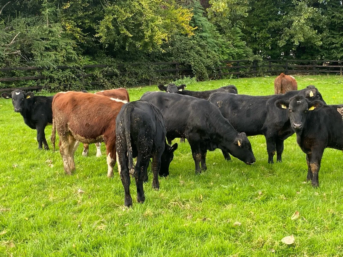 10 Bullocks 240kg  @ Lissava Livestock - Image 4