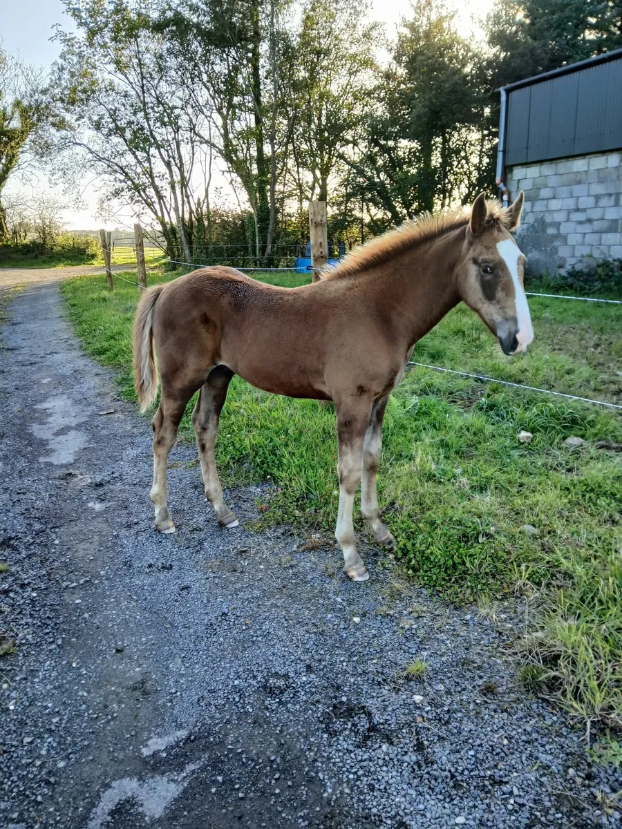 Full RID colt foal - Image 2
