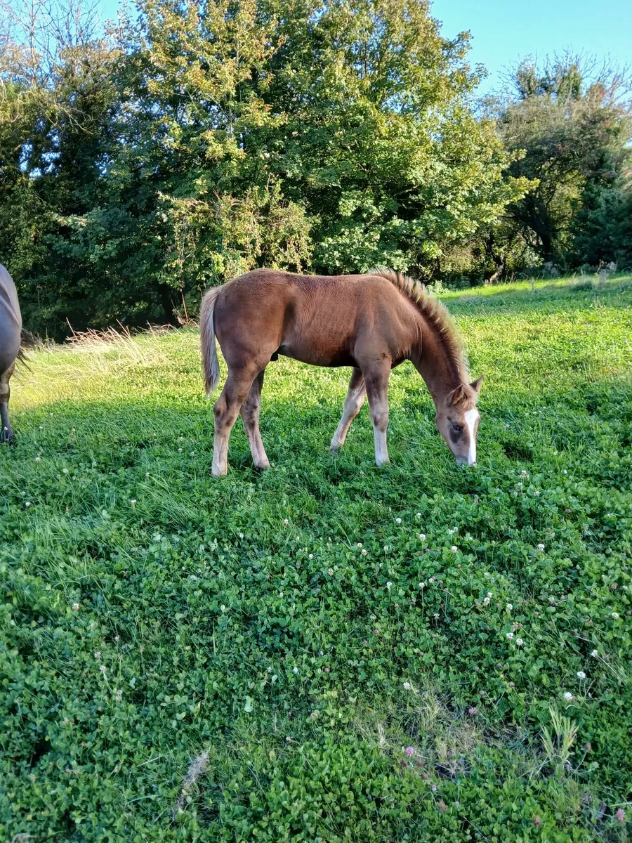 Full RID colt foal - Image 3